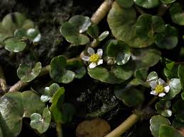 Attēlu rezultāti vaicājumam “Ranunculus elatior leaf”