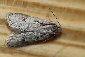 Attēlu rezultāti vaicājumam “Semioscopis avellanella”