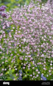 Attēlu rezultāti vaicājumam “Gypsophila fastigiata bud”