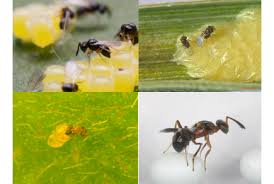 Attēlu rezultāti vaicājumam “Trichoptera egg mass”