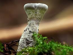 Attēlu rezultāti vaicājumam “Phellodon niger”