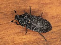 Attēlu rezultāti vaicājumam “Dermestes murinus”