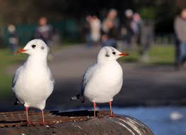 Image result for Wigan Seagulls