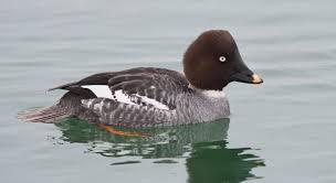 Attēlu rezultāti vaicājumam “Bucephala clangula female”