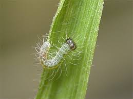 Attēlu rezultāti vaicājumam “Lasiommata megera underside”