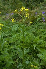 Attēlu rezultāti vaicājumam “Bunias orientalis bud”