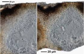 Attēlu rezultāti vaicājumam “Verrucaria hydrela”