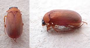 Attēlu rezultāti vaicājumam “Thecabius affinis nymph”