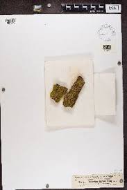 Attēlu rezultāti vaicājumam “Cliostomum corrugatum”