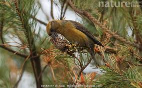 Attēlu rezultāti vaicājumam “Loxia pytyopsittacus”