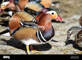 Attēlu rezultāti vaicājumam “Aix galericulata”