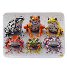 Image result for Bath Amphibians