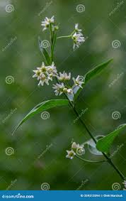 Attēlu rezultāti vaicājumam “Vincetoxicum hirundinaria”