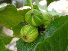 Fig - Fruit
