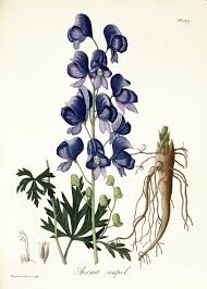Image result for Aconitum napellus
