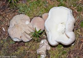 Attēlu rezultāti vaicājumam “Russulales”