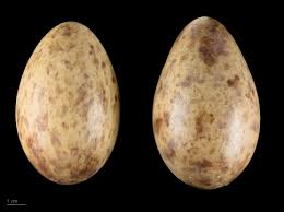 Attēlu rezultāti vaicājumam “Grus grus eggs”