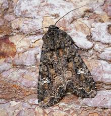 Attēlu rezultāti vaicājumam “Mamestra brassicae”