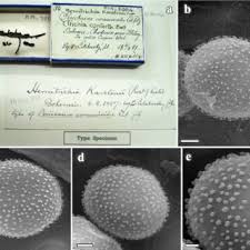 Attēlu rezultāti vaicājumam “Trichia scabra sessile”