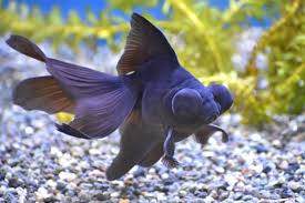 Image result for 出目金