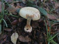 Attēlu rezultāti vaicājumam “Amanita citrina”