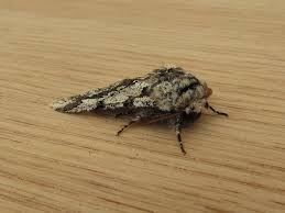 Attēlu rezultāti vaicājumam “Biston strataria”