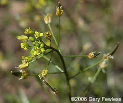 Attēlu rezultāti vaicājumam “Draba nemorosa”