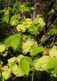 Attēlu rezultāti vaicājumam “Ulmus glabra leaf”