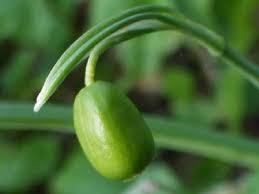 Attēlu rezultāti vaicājumam “Galanthus nivalis fruit”