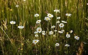 Attēlu rezultāti vaicājumam “Leucanthemum vulgare flower”