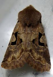 Attēlu rezultāti vaicājumam “Orthosia gothica”