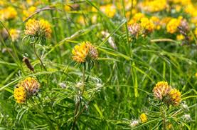Attēlu rezultāti vaicājumam “Anthyllis vulneraria leaf”