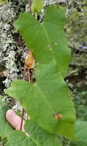 Attēlu rezultāti vaicājumam “Calystegia sepium leaf”