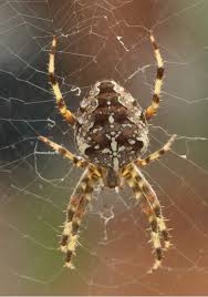Attēlu rezultāti vaicājumam “Araneus diadematus female”