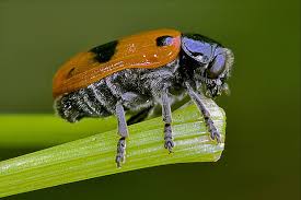 Attēlu rezultāti vaicājumam “Silpha sp.”