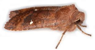 Attēlu rezultāti vaicājumam “Eupsilia transversa”