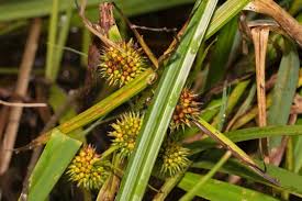 Attēlu rezultāti vaicājumam “Sparganium neglectum”