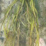 Attēlu rezultāti vaicājumam “Alisma gramineum leaf”