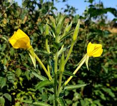 Attēlu rezultāti vaicājumam “Onagraceae”