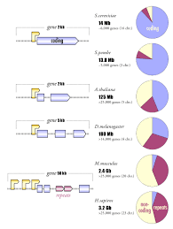 Image result for genome sizes