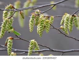 Attēlu rezultāti vaicājumam “Carpinus betulus female flower”