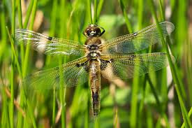 Attēlu rezultāti vaicājumam “Libellula quadrimaculata larva”