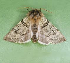 Attēlu rezultāti vaicājumam “Achlya flavicornis”