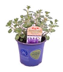 Image result for Katzenminze