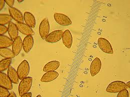 Attēlu rezultāti vaicājumam “Pachyphloeus melanoxanthus”