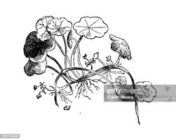 Attēlu rezultāti vaicājumam “Hydrocotyle vulgaris flower”