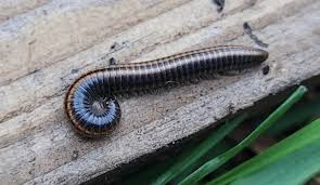 Attēlu rezultāti vaicājumam “Ommatoiulus vilnensis”