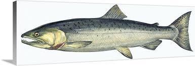 Image result for Oncorhynchus kisutch