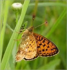 Attēlu rezultāti vaicājumam “Brenthis ino upperside”