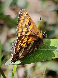 Attēlu rezultāti vaicājumam “Hamearis lucina upperside”